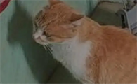猫咪体味大怎么去除味道