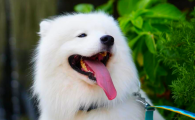 狗狗乳房正常是什么样