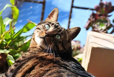 猫咪早产有哪些症状