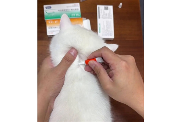 小猫多大驱虫合适