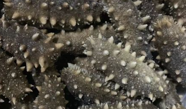 干海参的价格是多少钱一斤