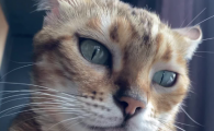 猫吃化毛膏多久才吐毛
