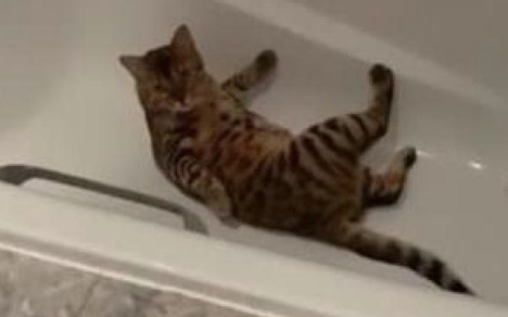平时高冷的猫咪,却被主人发现在浴缸里撒欢打滚,猫:好尴尬呀! 平时高冷的猫咪,却被主人发现在浴缸里撒欢打滚,猫:好尴尬呀!