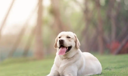 拉布拉多怕冷吗?从幼犬到老年:抗寒能力变化解析+实操保暖指南 拉布拉多怕冷吗?从幼犬到老年:抗寒能力变化解析+实操保暖指南