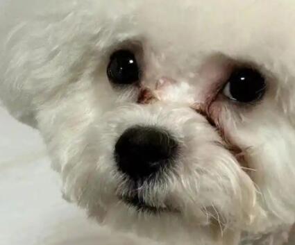 狗狗的泪痕要怎么缓解