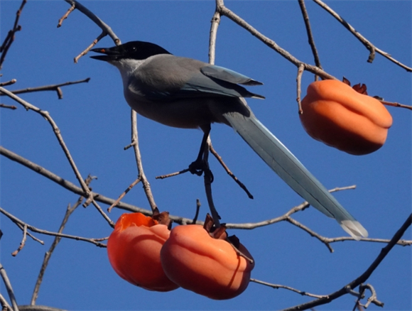 红嘴蓝鹊是喜鹊吗
