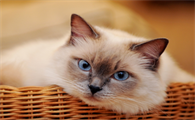 猫咪耳螨和耳藓区别