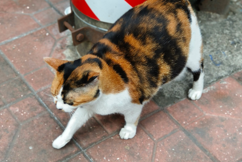 玳瑁猫vs三花猫：5大关键区别解析！