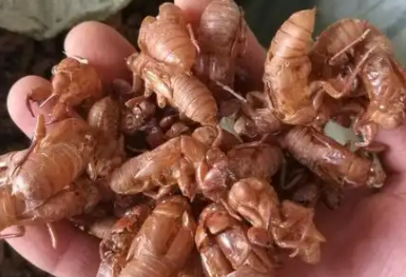 金蝉皮多少钱一斤
