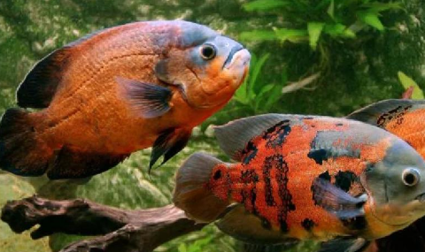 地图鱼饲养指南:温度、食物与习性 地图鱼饲养指南:温度、食物与习性