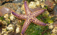 大海星会吃小海星吗