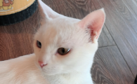 猫咪眼药水可以和人用的一样吗