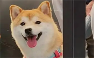 狗狗一直流眼泪怎么办