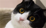 小猫要打什么疫苗打几针