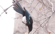 养喜鹊有什么不吉利