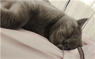 猫咪驱虫的不良反应有哪些