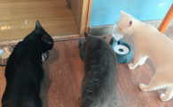 猫咳嗽那种喘是怎么回事
