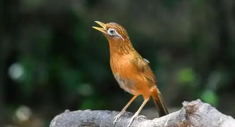 画眉鸟特别怕人还撞笼怎么办？