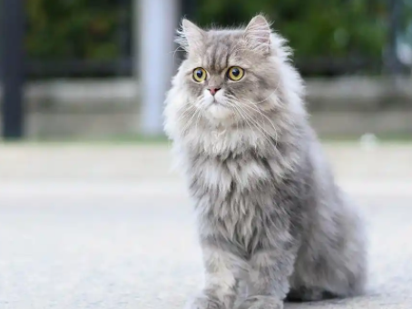高贵血统波斯猫：猫咪界的奢华代表！