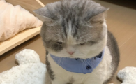 猫来家里有什么预兆