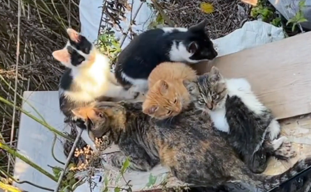 偶遇三条腿的流浪猫,叼着食物转身就跑,原来它把吃的留给了孩子 偶遇三条腿的流浪猫,叼着食物转身就跑,原来它把吃的留给了孩子