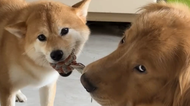 柴犬和金毛抢玩具,双方僵持不下。金毛:真是无语 柴犬和金毛抢玩具,双方僵持不下。金毛:真是无语