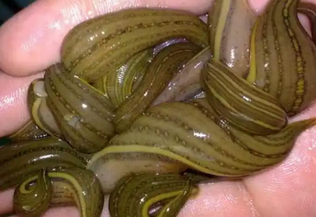 东北水蛭多少钱一斤 东北水蛭多少钱一斤