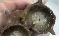 海参对手术后有什么好处