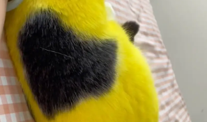 女子给猫咪染成黄色。网友:黄疸配色 女子给猫咪染成黄色。网友:黄疸配色