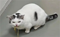 猫吃盐的后果
