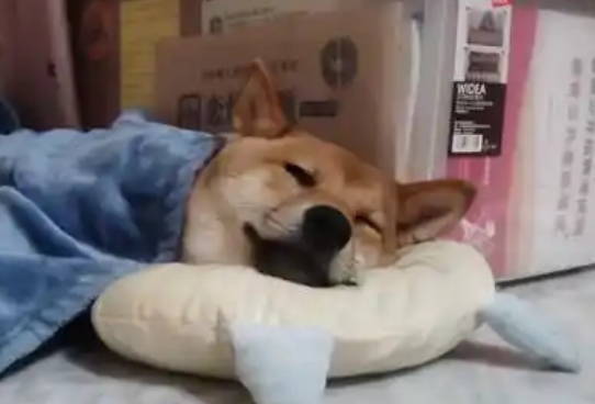 小狗能在空调屋睡觉吗 小狗能在空调屋睡觉吗