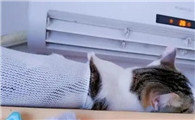 空调26度猫咪会怕冷吗