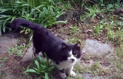 羡慕家猫的流浪猫,连续6个月上门求收养,猫:我能加入你们吗? 羡慕家猫的流浪猫,连续6个月上门求收养,猫:我能加入你们吗?