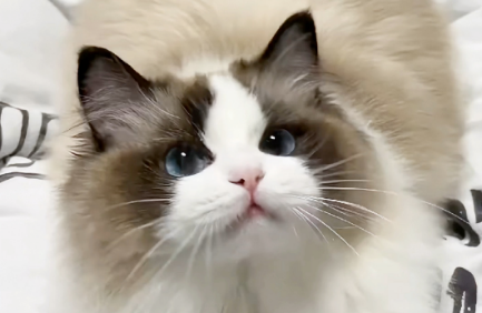 猫便血该怎么紧急处理呢 猫便血该怎么紧急处理呢