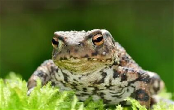 癞蛤蟆有舌头吗 癞蛤蟆有舌头吗