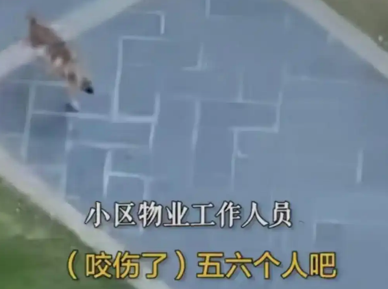 长沙一小区惊现疯狗:疑似有狂犬病多人被咬,至今未找到 长沙一小区惊现疯狗:疑似有狂犬病多人被咬,至今未找到