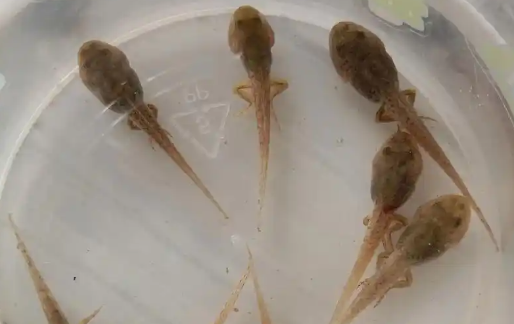 蝌蚪怎么形成的