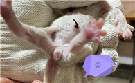 小猫出生几天能看公母吗