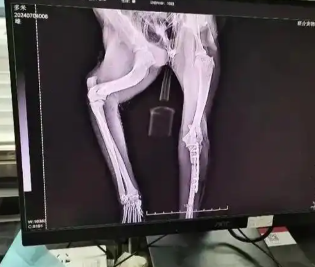 猫咪从43楼坠下奇迹生还,猫咪高空坠落时“易伤不易死” 猫咪从43楼坠下奇迹生还,猫咪高空坠落时“易伤不易死”