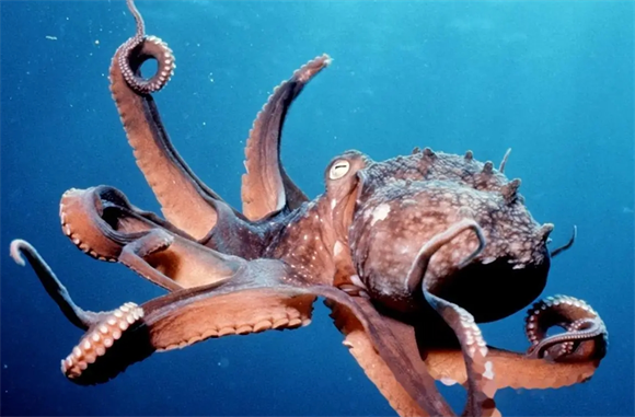章鱼不属于鱼类,那它属于什么? 章鱼不属于鱼类,那它属于什么?