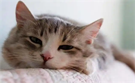 预防猫瘟的有效方法有哪些