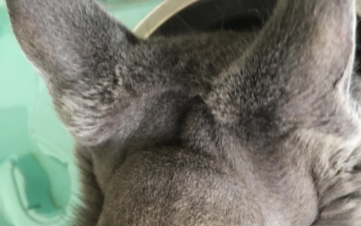 猫咪脖子后面有一块硬硬的东西不痛不痒