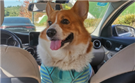 威尔斯柯基犬：最受欢迎的小型护卫犬之一