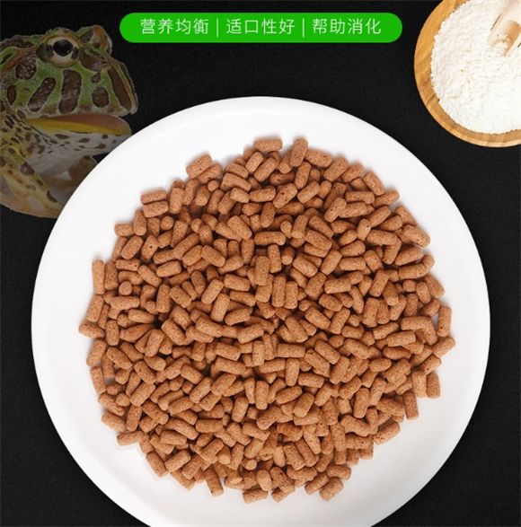 昙蓓漫角蛙饲料怎么喂 昙蓓漫角蛙饲料怎么喂