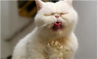 猫咪呕吐不能吃什么