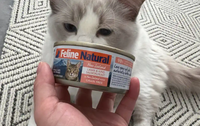 猫咪主食罐头推荐：为什么K9是科学喂养的优选方案