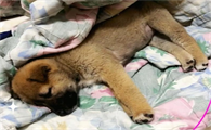 和犬瘟狗玩一下会传染吗为什么
