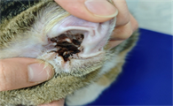 2个月的猫耳朵里脏