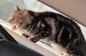 猫咪晕车会有什么症状