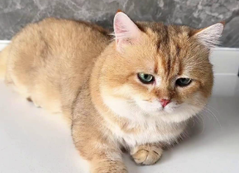 猫的眼睛一只蓝一只黄是什么原因 猫的眼睛一只蓝一只黄是什么原因